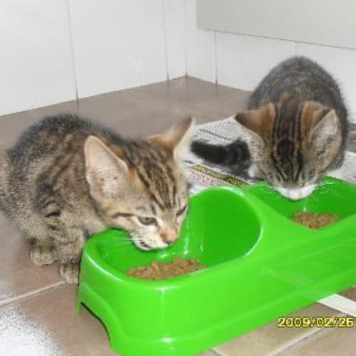No photo for Kittens