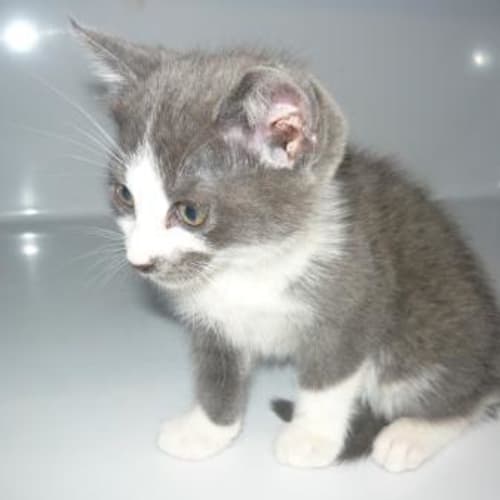 No photo for Imp # K47663