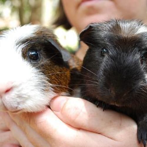 No photo for Toby And Mocca