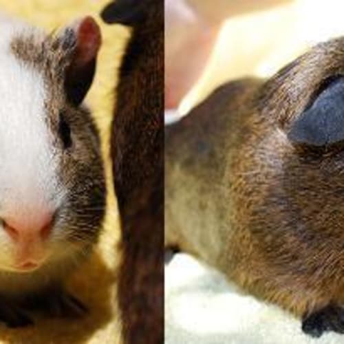 No photo for Niemen And Marcus