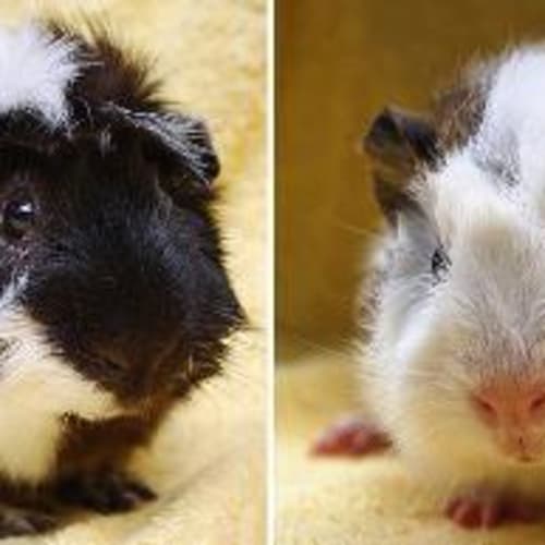 No photo for Rocky And Bulwinkle!