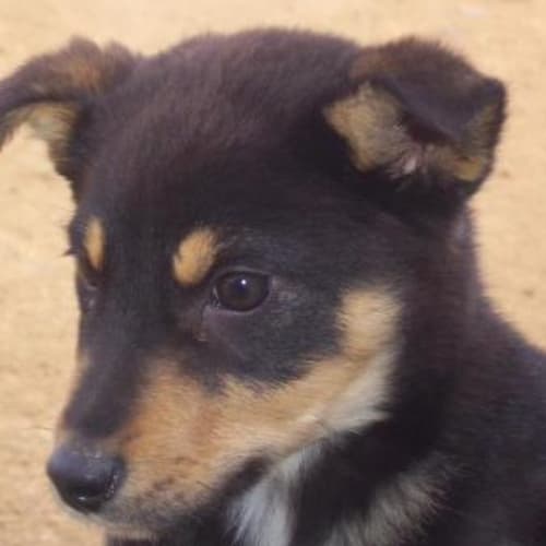 No photo for Bailey   Adopted