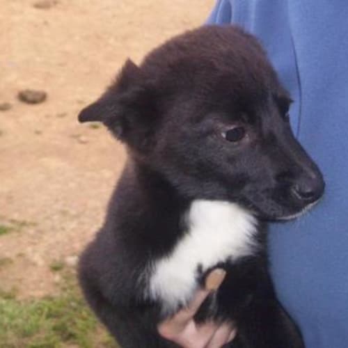 No photo for Benson   Adopted