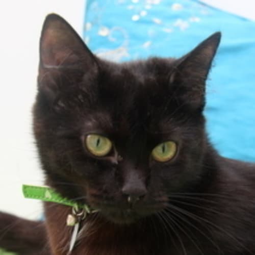 No photo for * Ivana