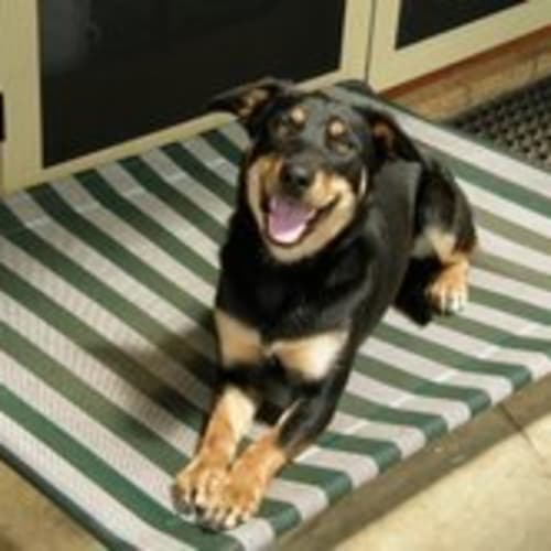 No photo for **Adoption Pending** Cheko