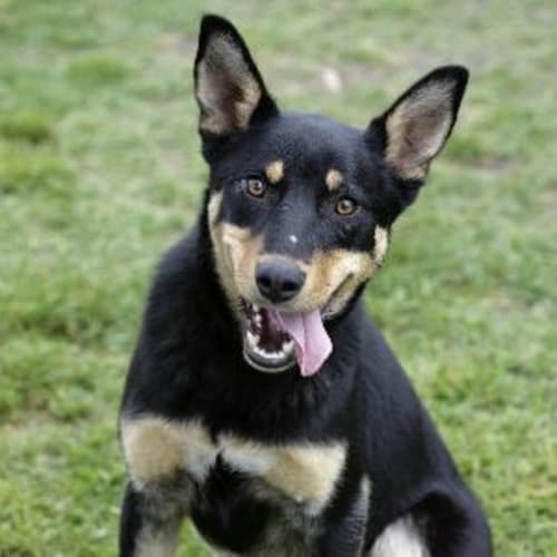 No photo for Twister