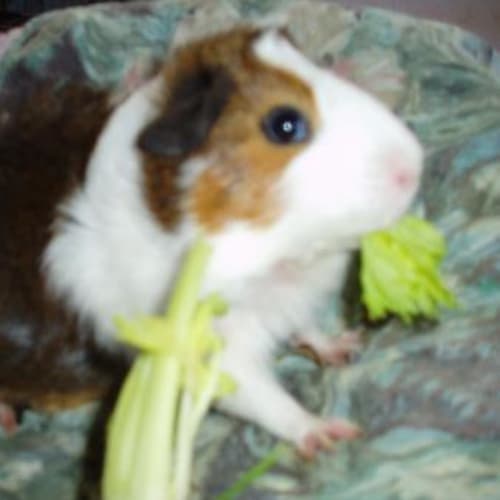 No photo for Angel   On Hold  