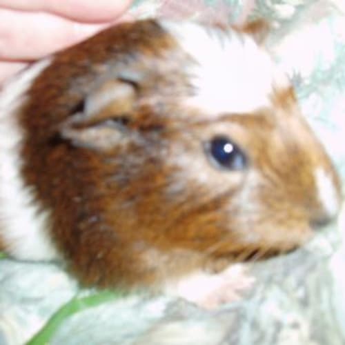 No photo for Cupid   On Hold  