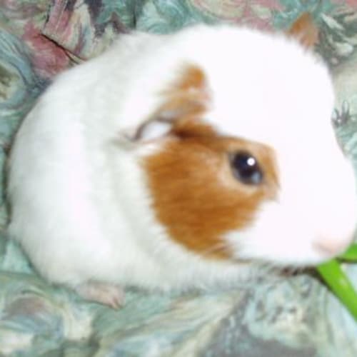 No photo for Halo   On Hold