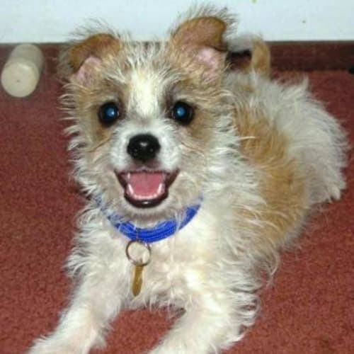 No photo for Peter Pan