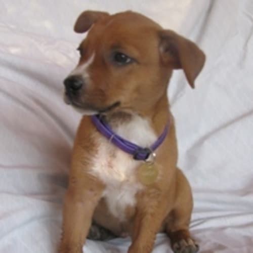 No photo for Tootsie