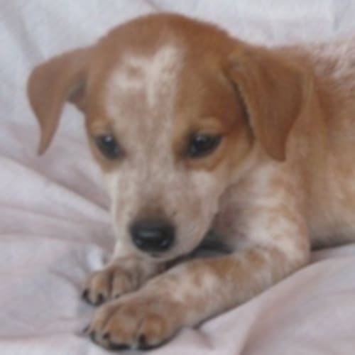 No photo for Freckles