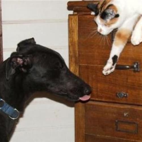 No photo for Thorpie(on Trial)