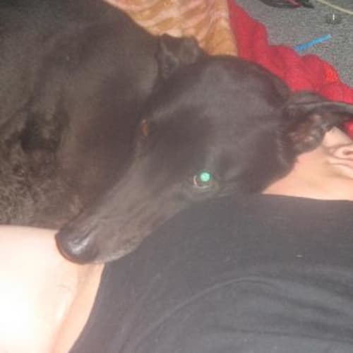 No photo for Frank (On Trial)