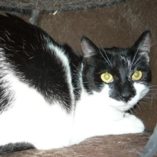 No photo for Imp # K47777