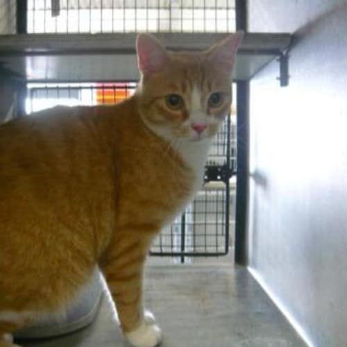 No photo for Imp # K47822