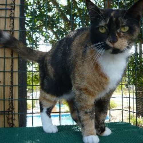 No photo for Imp # K45709