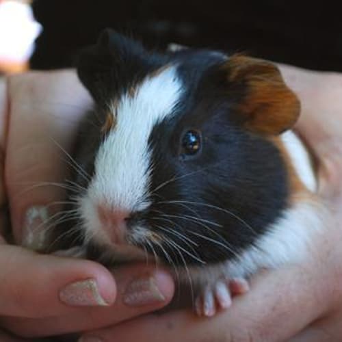 No photo for Mickey Mouse