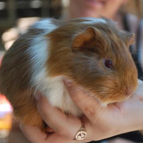 No photo for Caramello