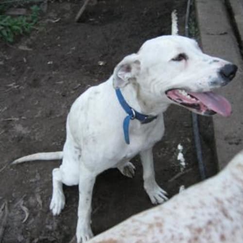 No photo for Tank ( Pending Adoption)