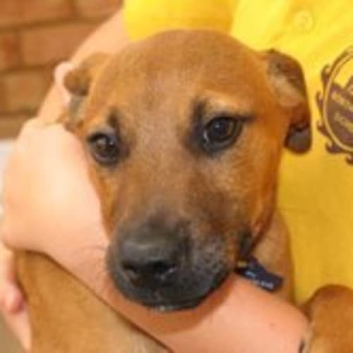 No photo for **Adoption Pending** Max