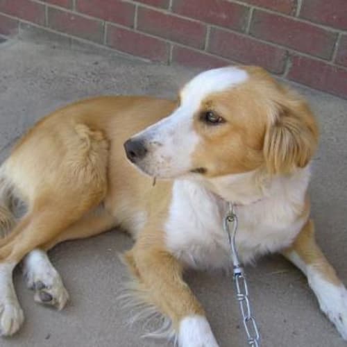 Bonnie Adoption Pending