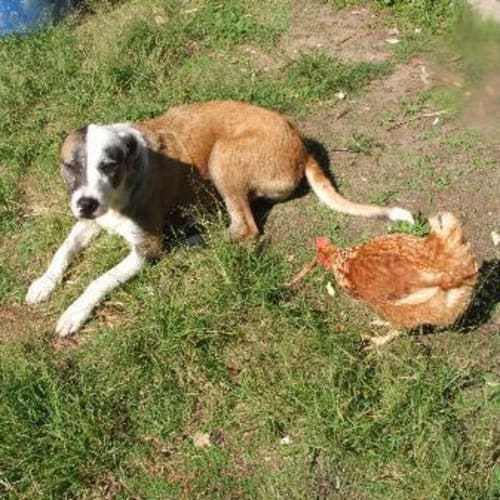 No photo for Chickendog