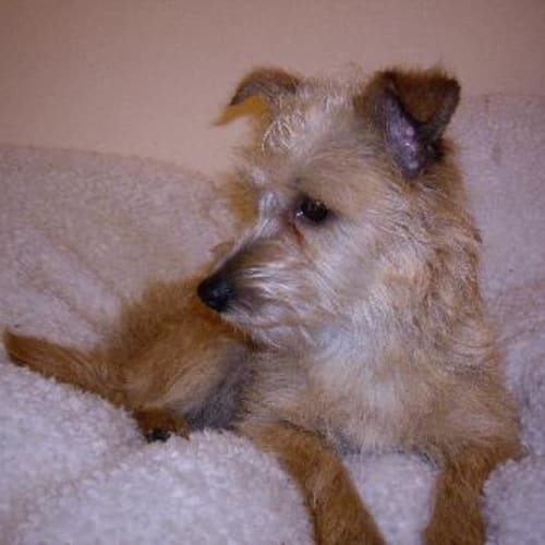 No photo for Scruffy