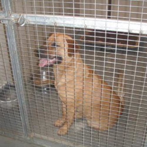 No photo for ** Addoption Pending ** Lady