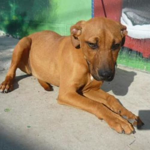 No photo for Imp # K47365