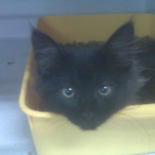 No photo for Imp # K47685