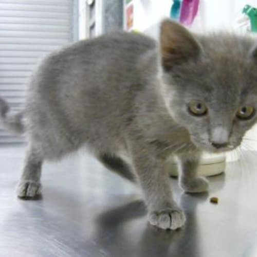 No photo for Imp # K47424