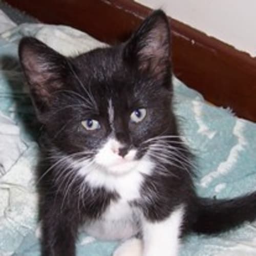 No photo for Kitten 2