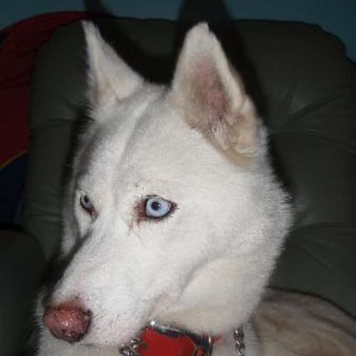 No photo for Narla *I Have A Home For Christmas!*