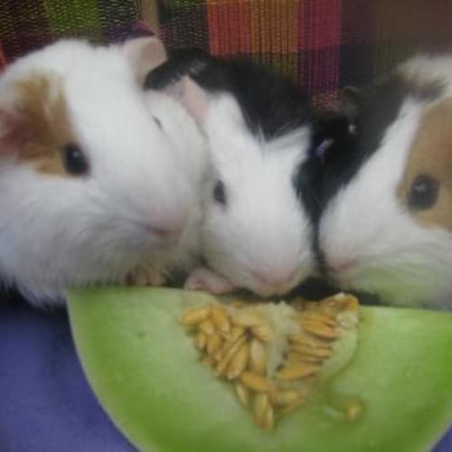 No photo for Penne, Marsha & Ella Trio   On Hold