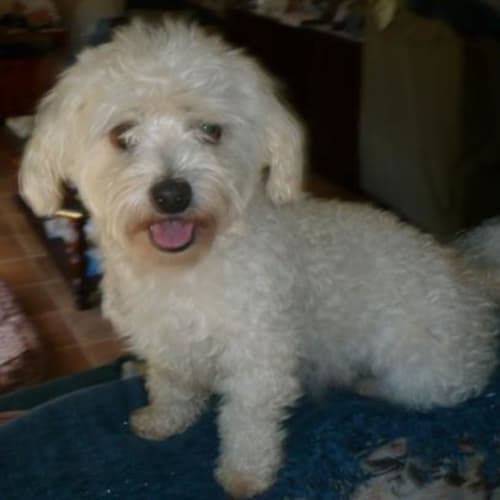 Bender Adopted