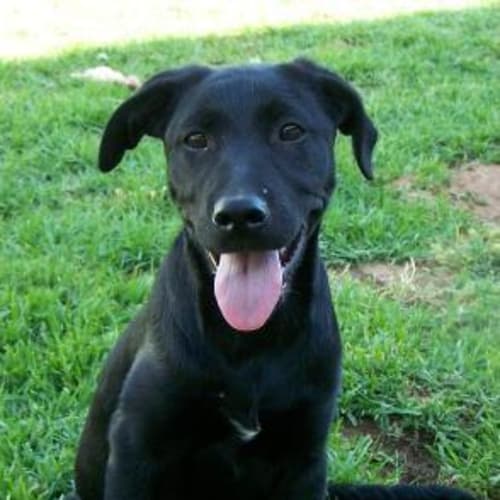 Bj Adopted