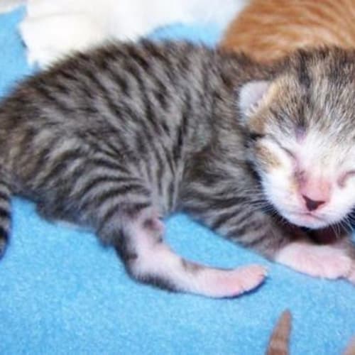 Kittens