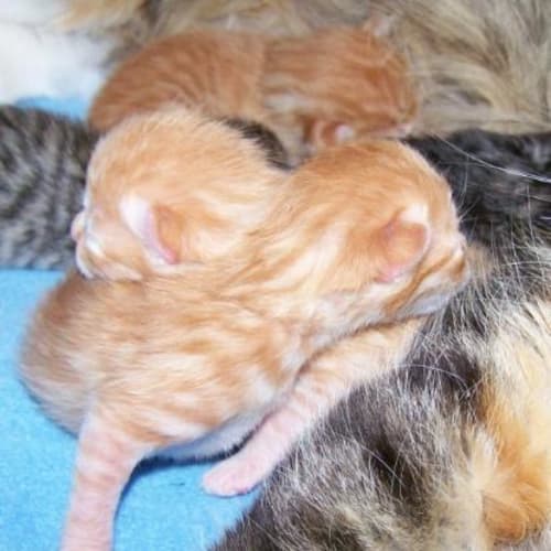 Kittens