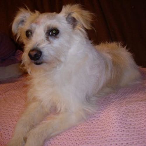No photo for Jackie ( On Hold Adoption Pending)