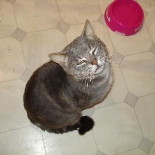 No photo for Tom Cat