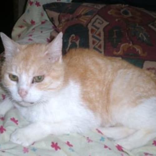 No photo for Mr Cuddles On Trial