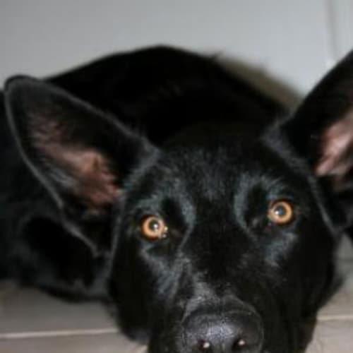 No photo for **Adoption Pending** Riley