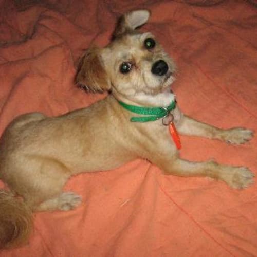 No photo for Maggie Rose **Now Adopted**