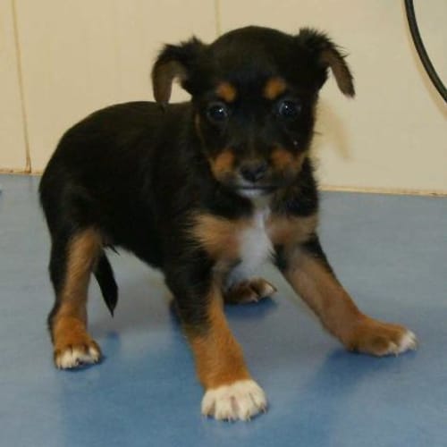 Suri