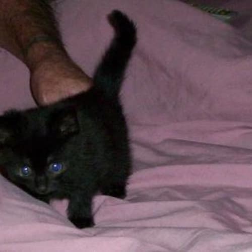 No photo for Tissue (On Trial)