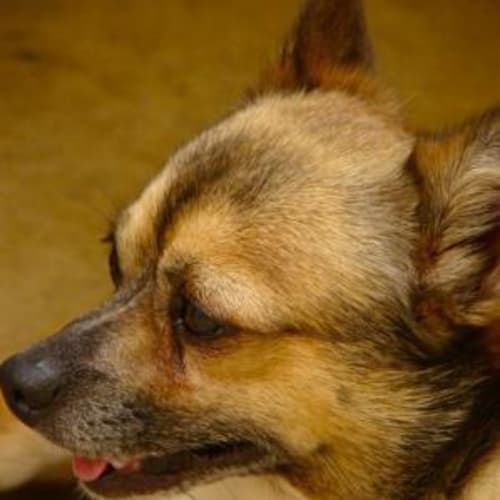 No photo for Bobbie   I'm On Trial In My New Home