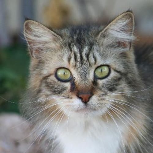 No photo for Sabrina Adoption Pending