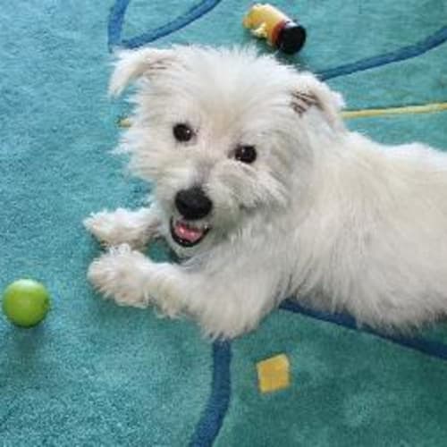 Toby