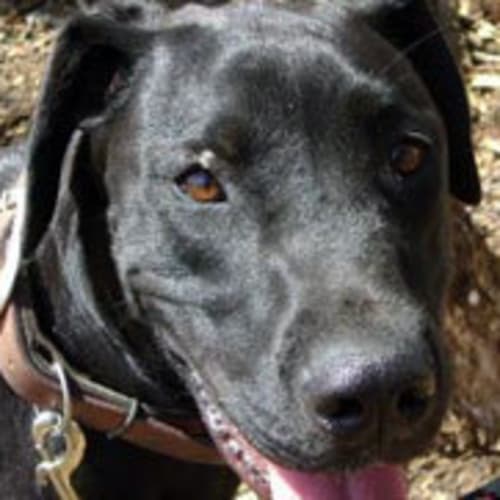 No photo for Jedda
